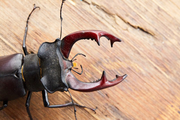 beetle deer close up outdoor on wood