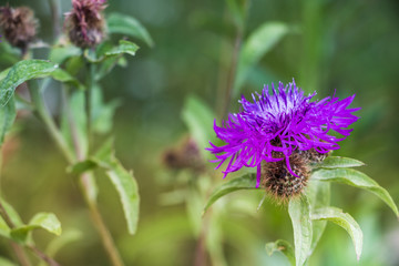 Close-up view of violet flower, blured background