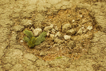 The spruce branch lies in the pit in the asphalt, yellow tinting