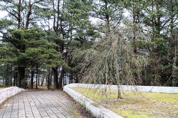 Green pines and the path between them the forest park