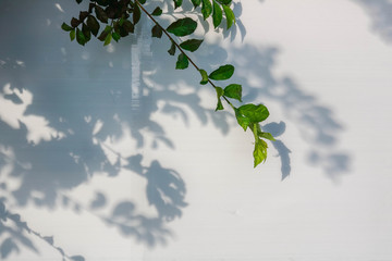 abstract shadows leaf on a white background.