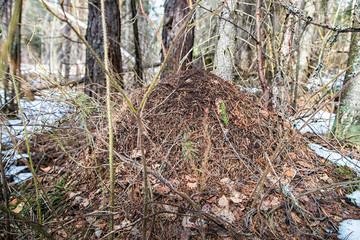 Ant hill in a pine forest in early spring