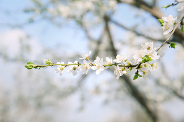 Obraz premium Branch with blooming flowers on blurred background