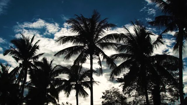 Silhouettes of palm trees on blue sky and white clouds background. Coconut palm trees on summer beach.