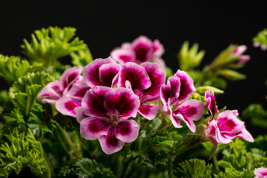 Duftpelargonie II