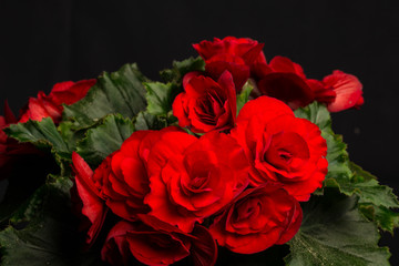 Begonia, Elatior-Hybriden IV