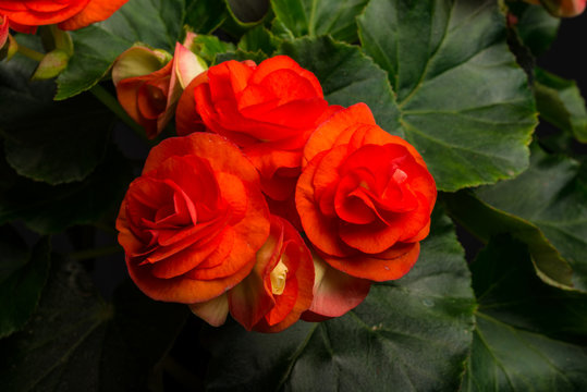 Begonia, Elatior-Hybriden IV