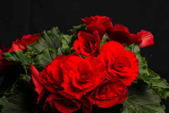 Begonia, Elatior-Hybriden IV