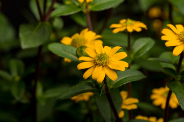 Husarenknopf, Sanvitalia procumbens