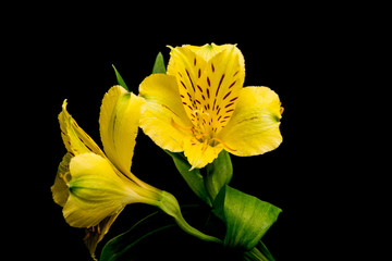 Inkalilie, Alstromeria Hybriden