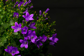 Karpaten-Glockenblume, Campanula carpatica