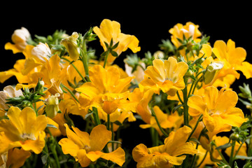 Elfenspiegel , Nemesia I