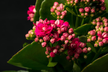 Flammendes Käthchen, Kalanchoe