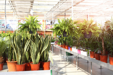 Abundance of plants in greenhouse