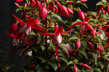 Fuchsia Hybriden I