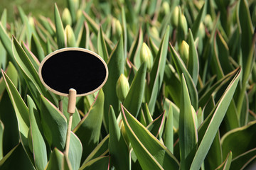 Fototapeta na wymiar Tulip buds with tag on spring day outdoors