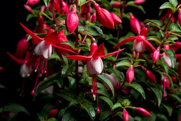 Fuchsia Hybriden II