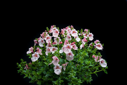 Elfensporn, Diascia-Hybriden