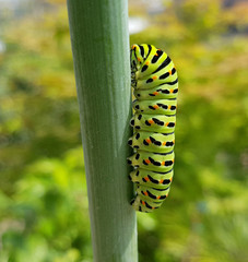 Raupe, Schwalbenschwanz, Papilio, machaon