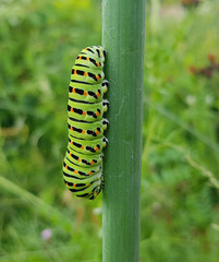 Raupe, Schwalbenschwanz, Papilio, machaon