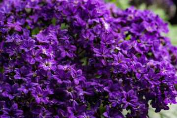 Obraz premium Vanilleblume, Heliotroop II