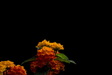 Wandelröschen, Lantana camara III