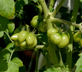 Reisetomate, Tomate, Lycopersicon, esculentum