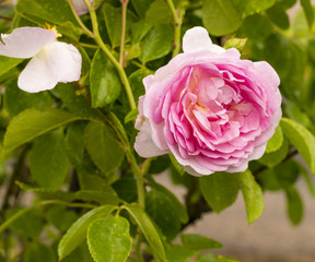 Rose, Hermitage
