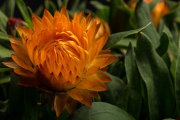 Strohblumen, Helichrysum II