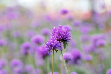 Obraz premium Purple flowers with beautiful.