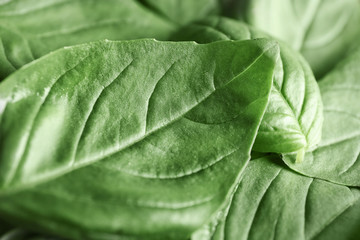 Fresh basil leaves, closeup