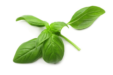 Fresh basil on white background