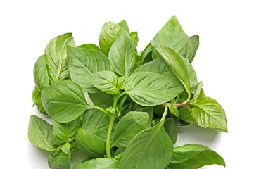 Fresh basil on white background, closeup