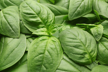 Fresh basil leaves, closeup