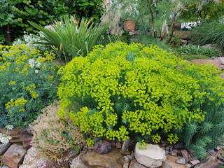 Steingarten, Steppenwolfsmilch, Euphorbia, seguieriana