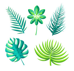 Leaf of Exotic Plants Set Vector Illustration