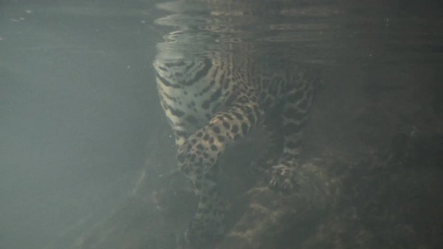 jaguar swimming
