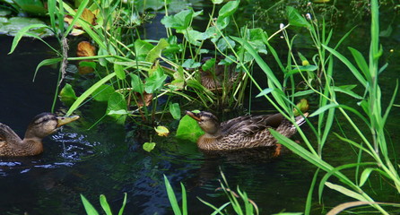 e Canard colvert (Anas platyrhynchos),femelle nageant dans l'eau
l

