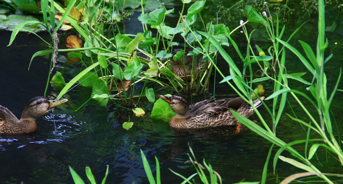 e Canard colvert (Anas platyrhynchos),femelle nageant dans l'eau
l

