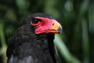 Gaukler (Terathopius ecaudatus) Greifvogel