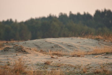 Krajobraz Pustyni Błędowskiej, Polska, piaszczyste wydmy, drugi plan rozmyty, suche drobne roślinki, w tle zielona linia lasu - obrazy, fototapety, plakaty