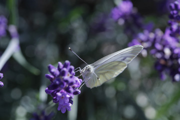 Kleine Kohlweißling (Pieris rapae) auf Lavendel