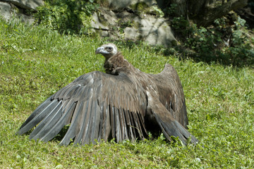 Mönchsgeier oder Kuttengeier (Aegypius monachus)