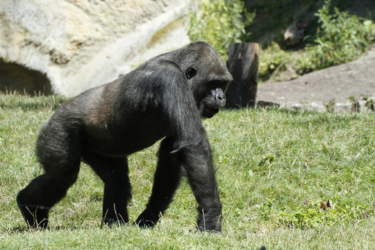 Gorilla Primat, Seitenansicht