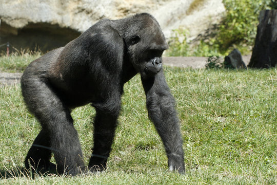 Gorilla Primat, Seitenansicht