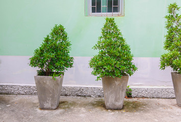 Green tree pot decorate with wall cement  background