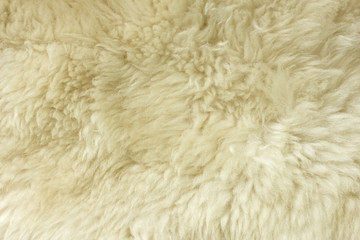 White shaggy natural sheep fur texture for background 