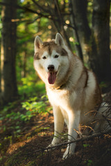 Portrait of free and prideful dog breed siberian husky sitting on the hill in the green forest in summer