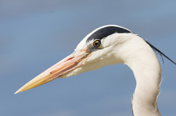 Great Blue Heron standing quietly