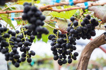 Grapes in vineyard